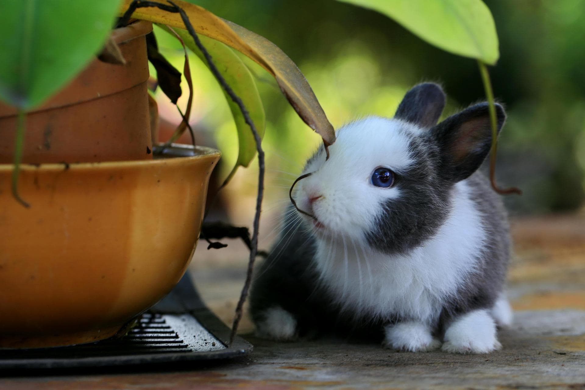 Rabbit Spay Castrate Neutering Prices in Exeter