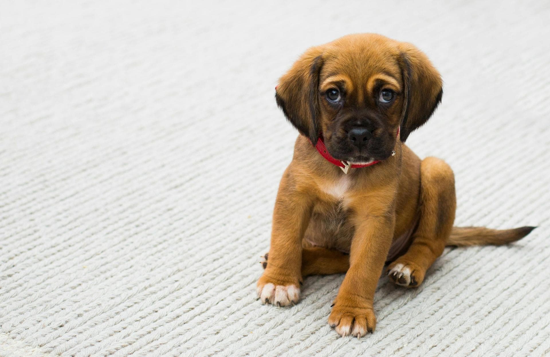 Puppy Dog Vaccinations 1 2 And 3 Prices in Exeter