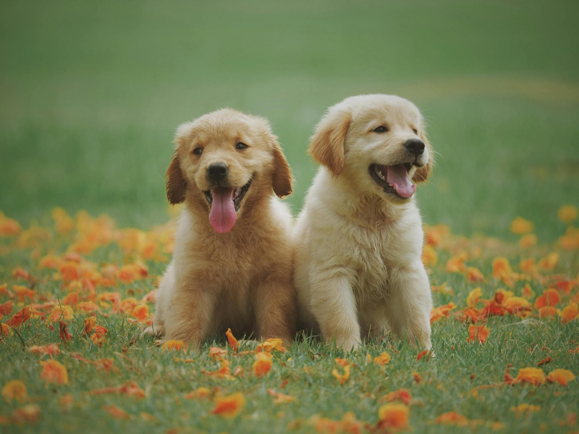 Annual Vaccination Booster Prices in Exeter
