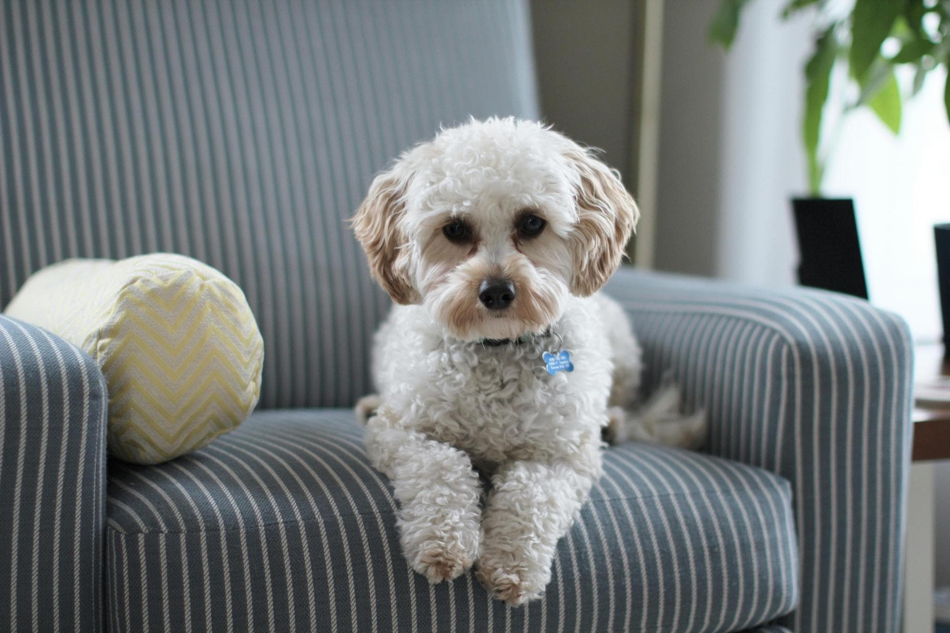 Kennel Cough Vaccine Prices in Exeter