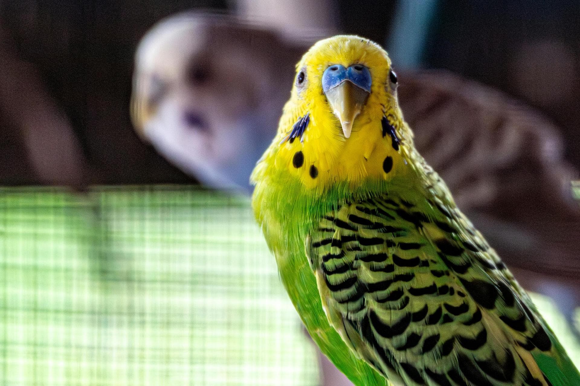 Emergency Vets in Exeter