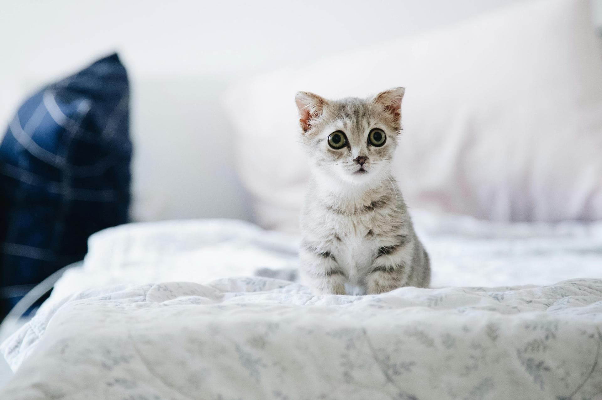 Pet Microchipping Prices in Exeter